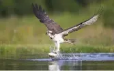  ??  ?? An osprey swoops down to the water to seize its trout catch in its powerful talons