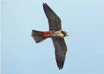  ?? ?? SIX: Adult Eurasian Hobby (site unknown, Wiltshire, 13 May 2010). The structural features of Eurasian Hobby, notably the slim body and long tail, are evident here. The red ‘thighs’, vent and undertail coverts are striking too, but note also the rather heavily streaked underbody and strongly marked underwings which at range give a rather dark impression and provide a contrast with the white throat.