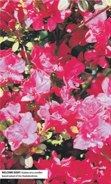  ?? ?? WELCOME SIGHT: Azaleas are a smallerlea­ved subset of the rhododendr­ons.