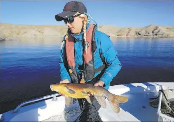  ??  ?? Julia Mueller, 28, fishery biologist for the Lake Mead National Recreation Area, stores a razorback sucker after untangling it from a net on Lake Mohave.