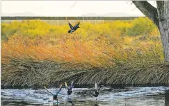  ??  ?? Ducks fly through a marsh area Dec. 8 as the top of a newly erected border wall can be seen cutting through San Bernardino National Wildlife Refuge in Douglas, Ariz.