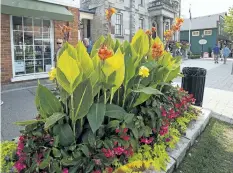  ?? JULIE JOCSAK/POSTMEDIA NEWS ?? The flowers are in full bloom in downtown Niagara-on-the-Lake on Thursday.