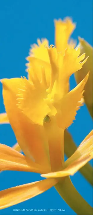  ??  ?? Detalhe da flor do Epi. radicans ayeri ‘Yellow’
