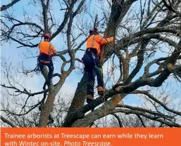  ?? ?? Trainee arborists at Treescape can earn while they learn with Wintec on-site. Photo Treescape.