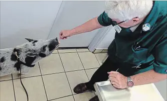  ?? MARTHA ANNE MERRILL SPECIAL TO METROLAND ?? Dr. William Slocumb, veterinari­an and owner of Skyway Animal Hospital in St. Petersburg, Fla., feeds a treat to one of his patients. The animal hospital has been facing online backlash in response to actions by a St. Catharines veterinari­an who owns a clinic with the same name.