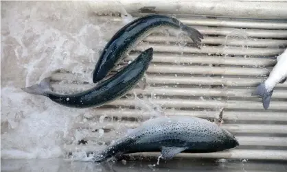  ?? Photograph: Bloomberg/Getty Images ?? Tests on Tasmanian farmed salmon found far higher fat content than industry reported figures.