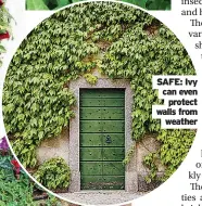  ?? ?? SAFE: Ivy can even protect walls from weather