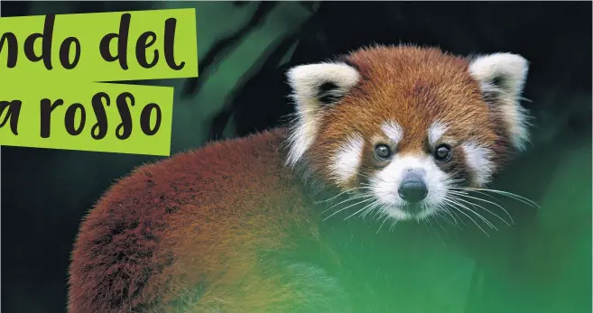  ?? © naturepl.com / Anup Shah / WWF ?? Un panda rosso