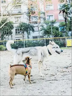  ?? XAVIER CERVERA ?? Los perros aún corretean sueltos por el Turó Park