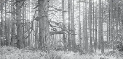  ?? TJ WATT ?? A coastal Douglas-fir forest in Metchosin. A project is building DNA-reference libraries to help convict tree poachers.