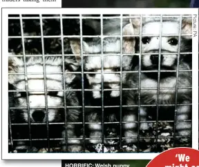  ??  ?? HORRIFIC: Welsh puppy farm shows why Lucy’s Law must be implemente­d