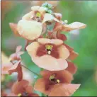  ??  ?? BOLD: Diascia varieties