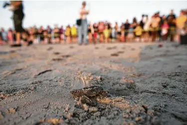  ?? Courtney Sacco / Associated Press ?? A Kemp’s ridley sea turtle hatchling makes its voyage to the ocean as a crowd of people gather to watch. This year's dropoff in Kemp’s ridley nesting has set off alerts among scientists who track and study the species.