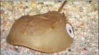  ?? Contribute­d photo ?? A horseshoe crab