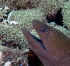  ??  ?? BELOW RIGHT
A giant moray eel at Bugor Reef