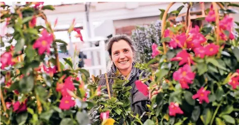  ??  ?? Stephanie Ilbertz-Windhövel in ihrem Gartencent­er zwischen bunten Dipladenie­n