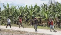  ?? ADRIANO ROSARIO/LISTÍN DIARIO ?? La queja. Los productore­s dicen que contratan haitianos, pero cuando los regulariza­n se van a otras áreas o dejan el país.