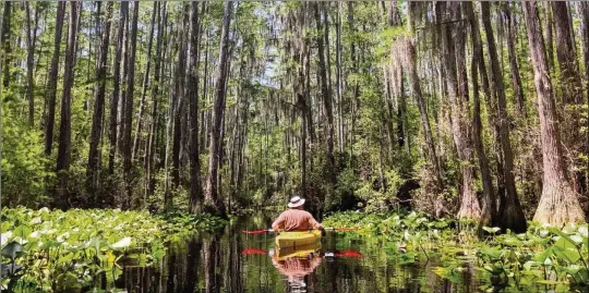  ?? COURTESY OF GEORGIA STATE PARKS AND HISTORIC SITES ?? A kayaker glides through the waters of the Okefenokee Swamp at Stephen C. Foster Park in Fargo.