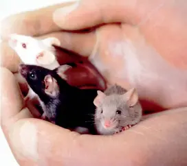  ?? FOTO NCI ?? Los ratones sirven para estudiar muchas conductas y enfermedad­es también vistas en humanos.