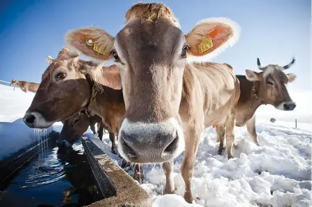  ?? Ennio Leanza/Keystone via AP ?? ■ Cows stand in snow Oct. 19, 2009, 4,100 feet above sea level in Gaebris, Appenzell, Switzerlan­d. Swiss voters will decide on Sunday whether to ban farmers from removing cow horns.