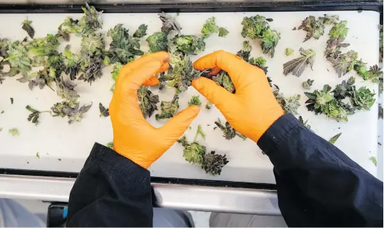  ?? DARREN BROWN/FILES ?? Canopy Growth Corp. workers trim marijuana plants in the Tweed facility in Smiths Falls, Ont., early this month. “The response has been pretty unbelievab­le,” says Canopy CEO Bruce Linton. He adds that the company is sending out orders as fast as it can, but there have been delays in getting new product up on the provincial websites.