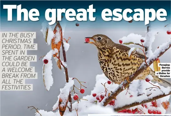  ?? Thrushes ?? Foraging: Berries provide a lifeline for