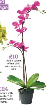  ??  ?? £10 add a splash of hot pink with an orchid, IKEA