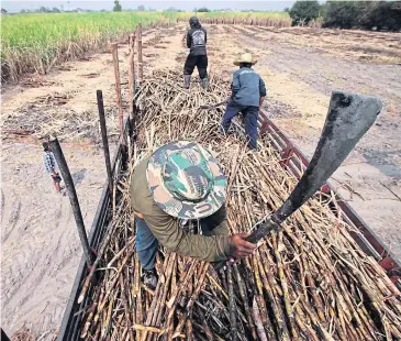  ?? Growers load harvested sugar cane on a truck for delivery to a processing plant in Chon Buri province. Millers and growers have reached a new agreement to prevent a possible domestic sugar shortage.
PATIPAT JANTHONG ??