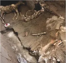  ??  ?? LAS EXCAVACION­ES en la villa de Civita Giuliana en 2017 y 2018 sacaron a la luz las cuadras, con los esqueletos de varios caballos que estaban enjaezados y parecían preparados para partir de inmediato. El rápido flujo piroclásti­co malogró los planes de sus dueños y perecieron en el lugar.