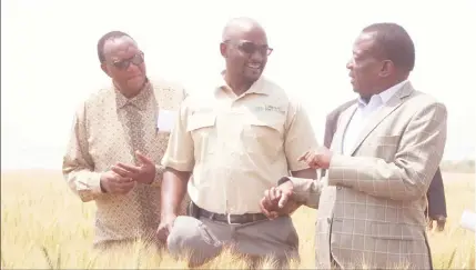  ?? - Picture by Justin Mutenda ?? Acting President Emmerson Mnangagwa (right) being shown a mature wheat crop under Command Agricultur­e by Agricultur­e, Mechanisat­ion and Irrigation Developmen­t Minister Dr Joseph Made (left) and Rhodesdale Farm owner Mr Kudakwashe Kudenga during a tour...