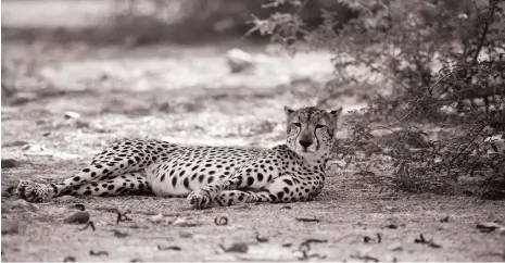  ?? The National ?? A cheetah lounges under an acacia tree on Sir Bani Yas Island, which houses a wildlife reserve for endangered species