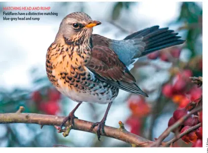  ??  ?? MATCHING HEAD AND RUMP Fieldfares have a distinctiv­e matching blue-grey head and rump