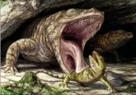  ?? BRIAN ENGH, THE CANADIAN PRESS ?? The Early Permian dissorophi­d Cacops displays its fearsome dentition as it preys on the hapless reptile Captorhinu­s in this handout illustrati­on.