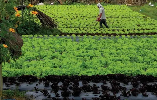  ?? Photo by Dave Leprozo Jr. ?? LUSH GREENS. A farmer tends to his rows of green and purple lettuce as traders in La Trinidad, Benguet noted oversupply of the green leafy vegetable causing the price to dip at P15 to P30 per kilo.