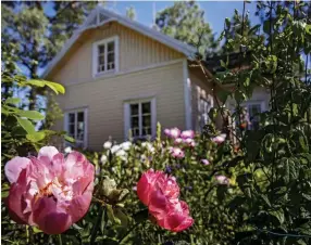  ??  ?? Pionen Coral Sunshine blommar intill Kullbergs sommarhem på Porkala udd. Paret har under femtio års tid förvandlat stället till en blomstrand­e rosenträdg­ård med många perenner.