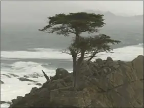  ?? KSBW VIA AP ?? This Friday, still image taken from video courtesy of KSBW station shows the damaged Lone Cypress tree in Pebble Beach on the Monterey Peninsula in Monterey County, Calif.