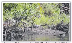  ??  ?? A heron in flight on the river. Wildlife pictures: David White