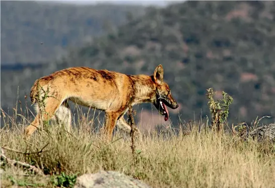  ?? FAIRFAX ?? Wild dog population­s are rising across Australia, and the wily predators are having a huge impact on sheep, goats and kangaroos in some areas, and attacking people as well.