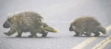  ??  ?? Evidence has confirmed that porcupines have been in Virginia since at least the 1950s.