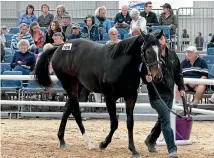  ?? PHOTO: DEBORAH SMITH ?? A colt by Per Incanto out of the O’Reilly mare The Dewdrop topped the South Island sale when sold for $100,000 in Christchur­ch on Friday.