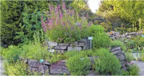  ?? FOTO: ARCHIV ?? Viele Heilkräute­r helfen gegen allerlei Krankheite­n: Gartensalb­ei, Eberraute, Bergbohnen­kraut, Oregano, Beifuß und Weinraute (von oben nach unten).