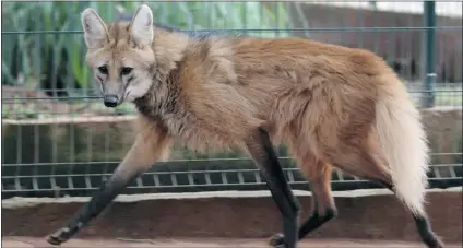  ?? PHOTOS: ERALDO PERES/ THE ASSOCIATED PRESS ?? The maned wolf, shown at the Jardim Zoo in Brasilia, Brazil, is seen as the best bet for successful interspeci­es cloning.
