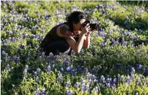  ?? Karen Warren / Houston Chronicle ?? Photograph­er Julie Doniero takes photos in a patch of bluebonnet­s along White Oak Bayou on East T.C. Jester.