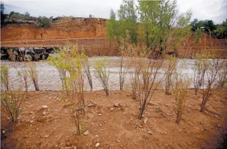  ?? LUIS SÁNCHEZ SATURNO/THE NEW MEXICAN ?? Willows and cottonwood trees newly planted on the banks of the Santa Fe River are at risk of dying due to lack of water during the drought. The greenway project manager called it ‘bad timing.’