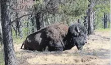  ?? ROB BELANGER THE CANADIAN PRESS ?? Alberta is creating the largest boreal forest preserve with the announceme­nt of new wildland parks in the province’s northeast. The five new or expanded areas adjoin Wood Buffalo National Park, above.