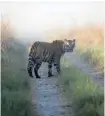  ?? Jim Corbett National Park The Associated Press/Files ?? Tigers face a shrinking habitat in India, as population puts pressure on the environmen­t.