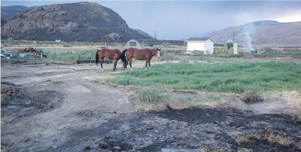  ?? DARRYL DYCK / THE CANADIAN PRESS ?? Horses that survived a wildfire feed after numerous homes were destroyed on the Ashcroft First Nation, near Ashcroft, B.C. earlier this month. Ranchers in British Columbia’s cattle country are returning to scorched fields, dead and displaced livestock...