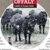  ??  ?? OFFALY
Cattle in frozen field