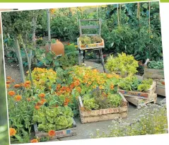  ??  ?? HARVEST Old fruit boxes can be pressed into service to grow salad, above. Below, sweetcorn, beetroot, tomatoes, onions, carrots and spuds can all thrive