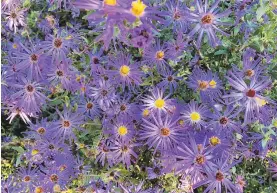  ?? MARY REID BARROW ?? An aster, Raydon’s Favorite, is in bloom at Norfolk Botanical Garden.